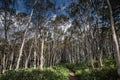 Forest and ecological trail to the `Frog` outlier, Sakhalin Island, Russia