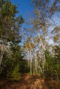 Forest and ecological trail to the `Frog` outlier, Sakhalin Island, Russia