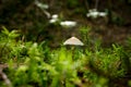 Forest ecosystem: Mushrooms in portrait Royalty Free Stock Photo