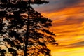 Forest edge against the backdrop of a beautiful sunset Royalty Free Stock Photo