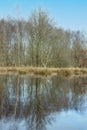 Forest edge of birch, oak and reed on the edge of a small lake in the forest. Reflection of the morning sun in the Royalty Free Stock Photo