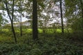 This forest edge borders the meadows near Linschoten Royalty Free Stock Photo