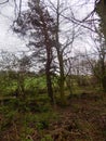 Forest edge, Crookham, Northumberland Uk