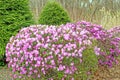 forest edge of pink Rhododendron flowering bush with evergreens in Spring