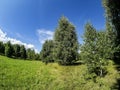 Forest edge on a Sunny summer day, blue sky with light clouds, green field, Russia Royalty Free Stock Photo