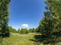 Forest edge on a Sunny summer day, blue sky with light clouds, green field, Russia Royalty Free Stock Photo