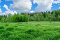 Forest edge on a Sunny day