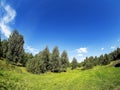 Forest edge on a Sunny summer day, blue sky with light clouds, green field, Russia Royalty Free Stock Photo