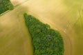 A forest on the edge of a wheat field in Europe, France, Burgundy, Nievre, in summer, on a sunny day Royalty Free Stock Photo