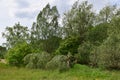 Forest edge with willow and hawthorn in rivervalley Aa North Brabant