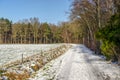 Forest edge in winter Royalty Free Stock Photo