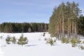 Forest edge in winter time