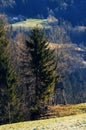 Forest edge with wooden hunting hide under tree Royalty Free Stock Photo