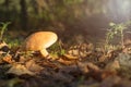 Forest edible mushroom. bovinus mushroom Royalty Free Stock Photo