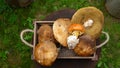 Forest edible mushrooms. Still life in a mountain area. Royalty Free Stock Photo