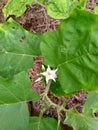 forest eggplant flowers in bloom