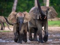 Forest elephants playing with each other.