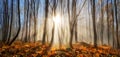 Forest enchanted by rays of sunlight in winter or autumn Royalty Free Stock Photo