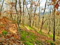 View of the autumn forest of Southeast Europe