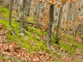 View of the autumn forest of Southeast Europe