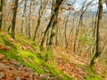 View of the autumn forest of Southeast Europe