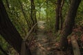 Forest environment landscape stairway narrow passage from above to down between green foliage in morning sunset peaceful time Royalty Free Stock Photo