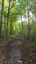 Forest in Ermelo, de Veluwe Netherlands