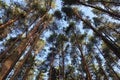 Forest landscape in summer on a sunny day