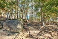 Forest of Eucalyptus trees growing on rocky hill near a beach in South Africa for copy space nature scene. Empty Royalty Free Stock Photo