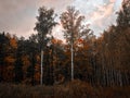 Forest, evening, two birch trunks Royalty Free Stock Photo