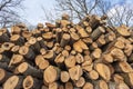 Forest exploitation. Pile of raw logs stacked at the edge of the forest. Royalty Free Stock Photo