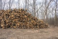 Forest exploitation. Pile of raw logs stacked at the edge of the forest with trees in background. Royalty Free Stock Photo