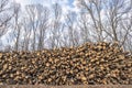 Forest exploitation. Pile of raw logs stacked at the edge of the forest with trees in background. Royalty Free Stock Photo