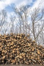 Forest exploitation. Pile of raw logs stacked at the edge of the forest with trees in background. Royalty Free Stock Photo