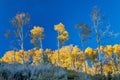 Forest in the fall againt a blue sky Royalty Free Stock Photo