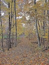 Forest fall colours landscape. Autumn foliage rhapsody Royalty Free Stock Photo