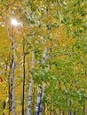 Forest fall colours landscape. Autumn foliage rhapsody Royalty Free Stock Photo