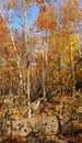 Forest fall colours landscape. Autumn rhapsody in Ontario Royalty Free Stock Photo