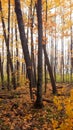 Forest fall colours landscape. Fall foliage rhapsody in forest wilderness Royalty Free Stock Photo