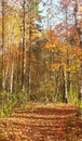 Forest fall colours landscape. Fall foliage rhapsody in forest wilderness Royalty Free Stock Photo