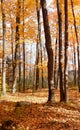 Forest fall colours landscape. Fall foliage rhapsody in forest wilderness Royalty Free Stock Photo