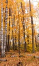 Forest fall colours landscape. Fall foliage rhapsody in forest wilderness Royalty Free Stock Photo