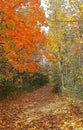 Forest fall colours landscape Ontario Canada Royalty Free Stock Photo