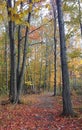 Forest fall colours landscape. Wilderness autumn rhapsody in Ontario Royalty Free Stock Photo