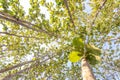 The forest is in the fall. Dry tree in autumn. Straight, outstretched forests