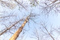 The forest is in the fall. Dry tree in autumn. Straight, outstretched forests