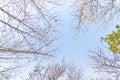 The forest is in the fall. Dry tree in autumn. Straight, outstretched forests