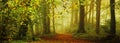 In the forest in the fall in the fog Royalty Free Stock Photo