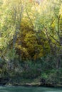 Forest Of Fall Foliage Beside A Stream Royalty Free Stock Photo