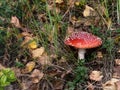 Fly agaric grows among the fallen leaves.